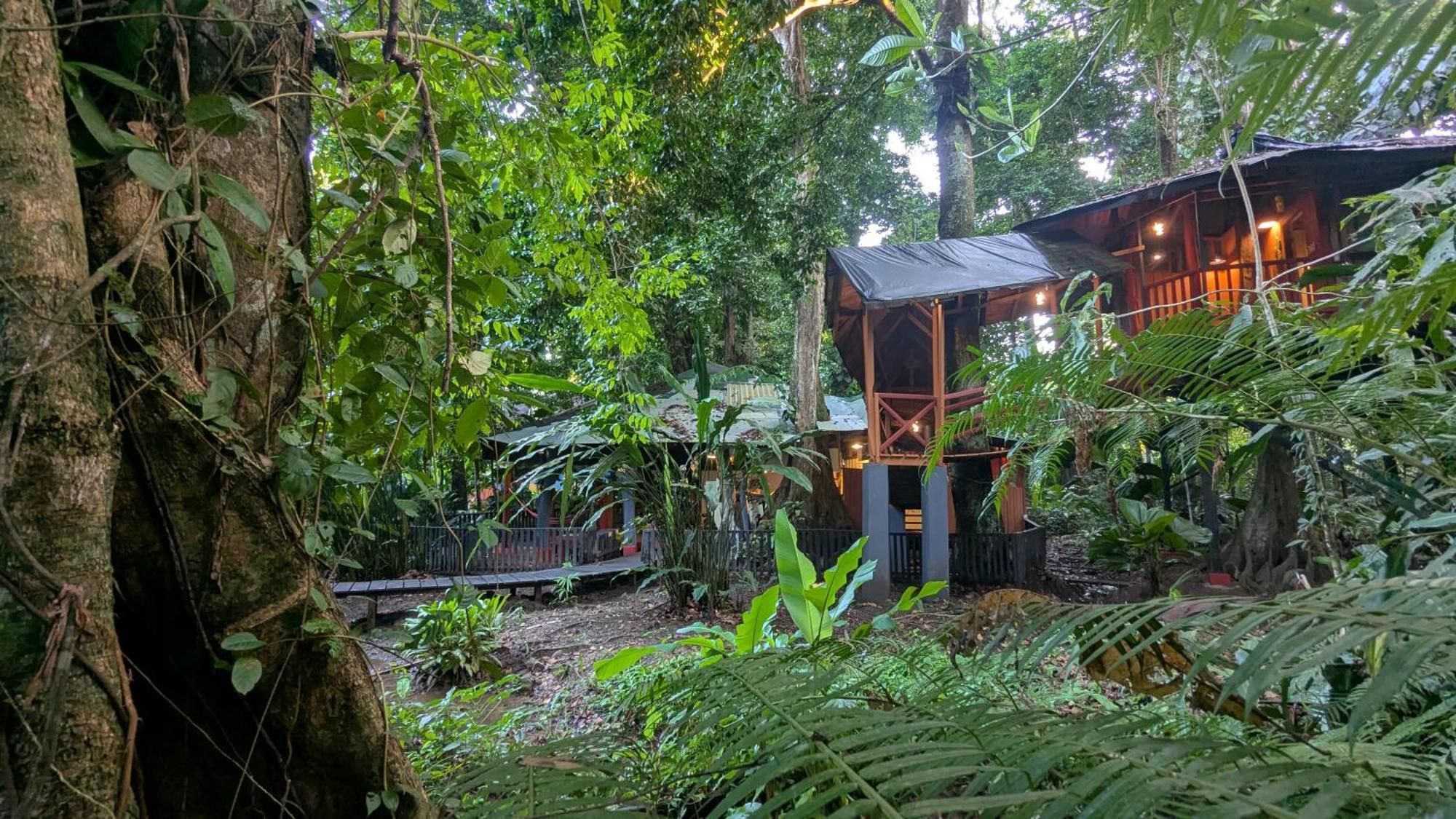 Tree House Beachfront Lodge Puerto Viejo de Talamanca エクステリア 写真